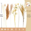 Ramo de mezcla de hierba de las pampas secas naturales, ramo de decoración bohemia para el hogar, flores secas de Phragmites, ramo de flores secas de colas de conejo para arreglos florales de boda en la habitación del hogar, fiesta en la mesa decoraciones Online Sale